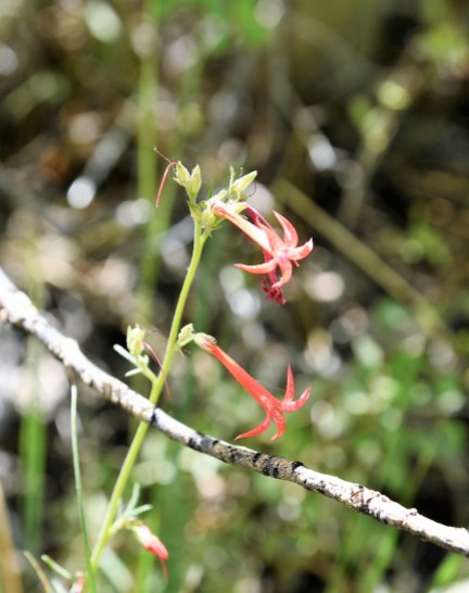 Ipomopsis aggregata subsp aggregata Scarlet Gilia