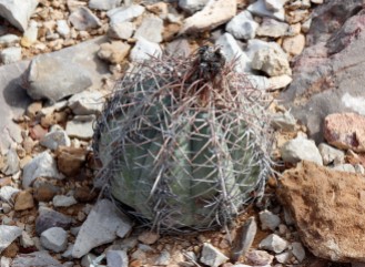 Echinocactus horizonthalonius Eagle Claw Cactus