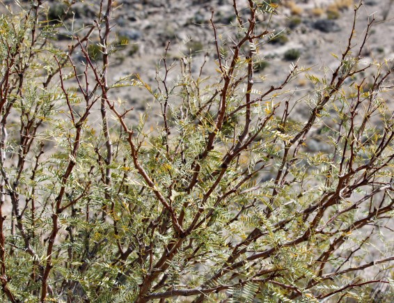 honey-mesquite-prosopis-glandulosa