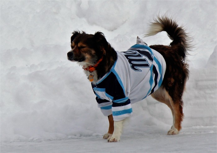 dans-hockey-dog