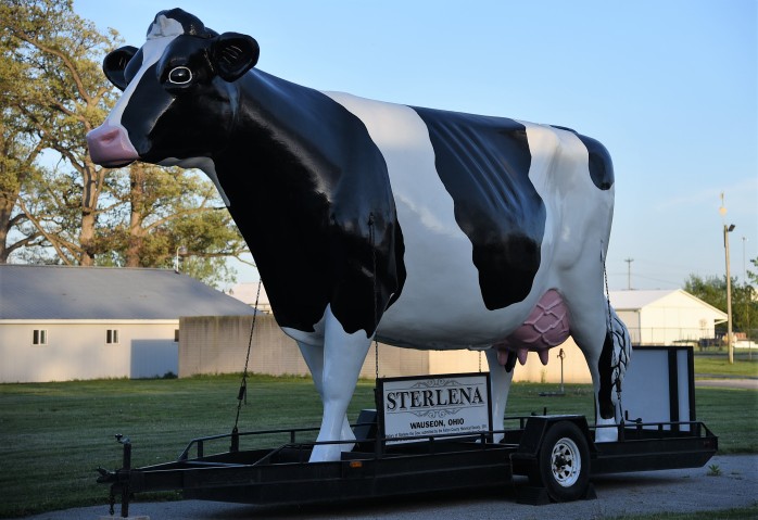 Sterlina the Cow
