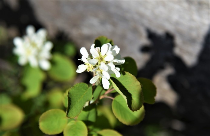 Amelanchier alnifolia Western Serviceberry