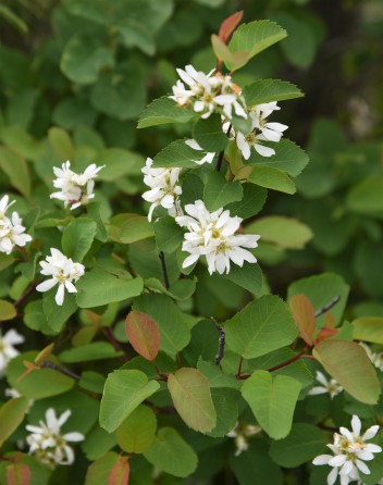 Amelanchier alnifolia Western Serviceberry