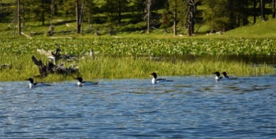 Common Mergansers on Jackson Lake near Colter Bay
