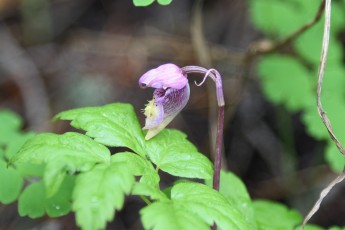 Calypso bulbosa Calypso Orchid