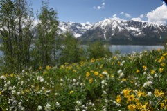 Arrowleaf Balsamroot and Western Amelanchier blooming along Jackson Lake