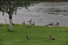 Lots of geese down by the river - watch out walking there!