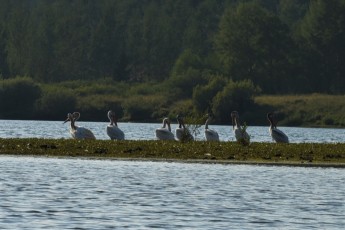 Pelicans at oxbow